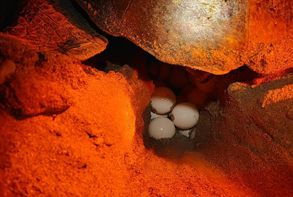 Vrijwilligerswerk in Turkije Zeeschildpadden project nest