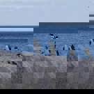 Pinguin project zuid Afrika mooie foto