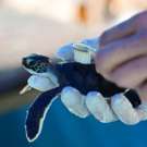 Combinatie project Sumatra schildpad dichtbij 