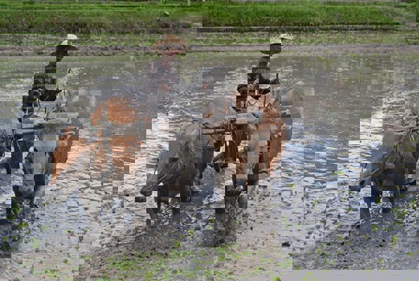 Java en Bali jongerenreis cultuur foto