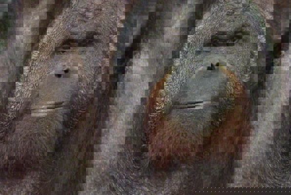 Java wildlife project aap