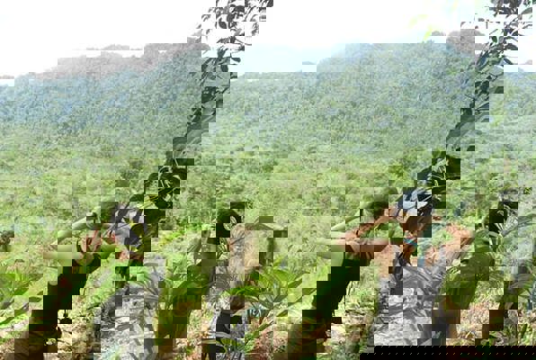 Sumatra vrijwilligerswerk orang oetan spotten 