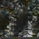 Java wildlife project panter