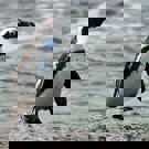 Pinguin project Zuid Afrika foto