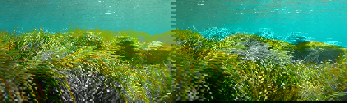 Zee en kustbehoud waterplanten