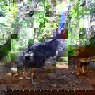 Java wildlife project bijzondere vogel