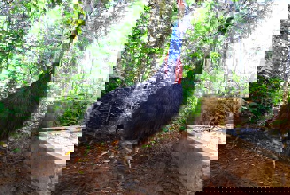 Java wildlife project bijzondere vogel