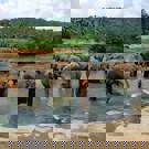 Olifanten project Sri Lanka groep olifanten 