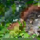 Sumatra vrijwilligerswerk orang oetan in de boom