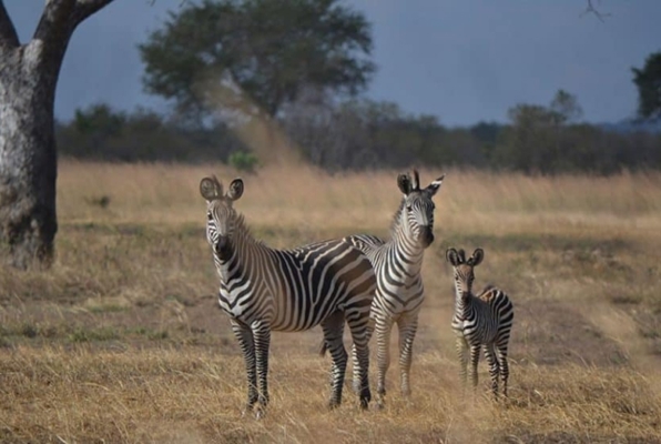 Safari Tanzania big 5 in de jeep zebras