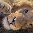 Wildlife project Zuid Afrika mooie leeuw 