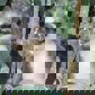 Sumatra vrijwilligerswerk orang oetan project ander aapje